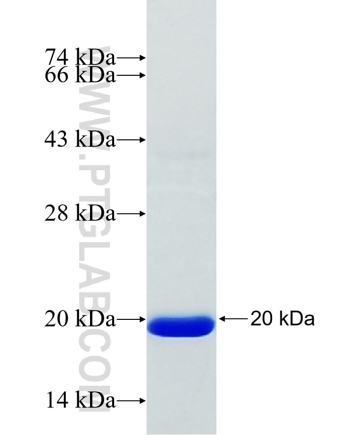 MMP14 fusion protein Ag30772 SDS-PAGE
