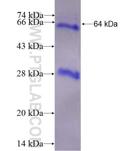 MMP14 fusion protein Ag5965 SDS-PAGE