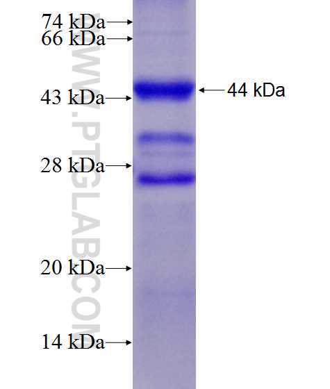MMP14 fusion protein Ag6062 SDS-PAGE
