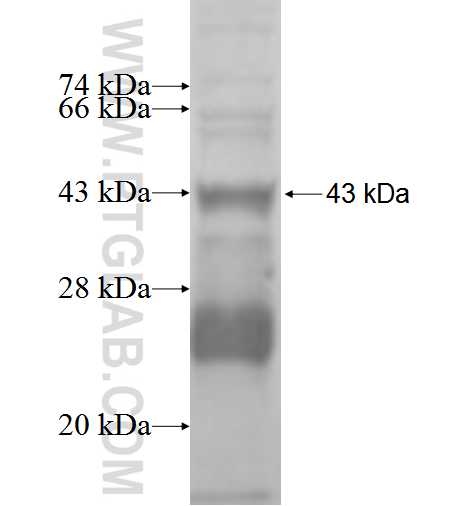 MMP15 fusion protein Ag0548 SDS-PAGE