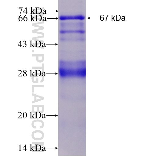 MMP16 fusion protein Ag12186 SDS-PAGE