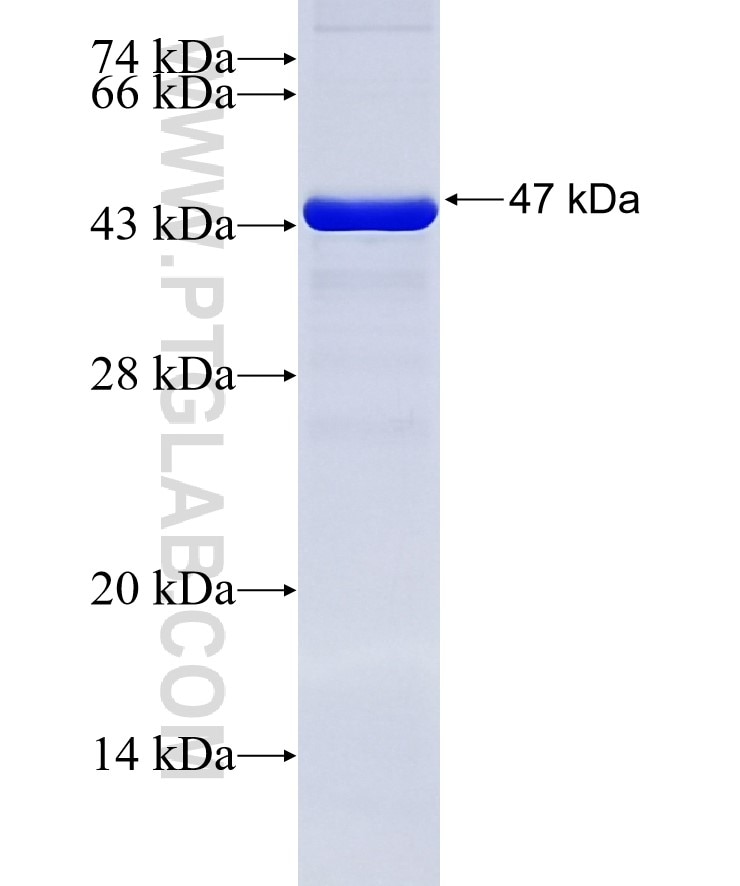 MMP16 fusion protein Ag12719 SDS-PAGE