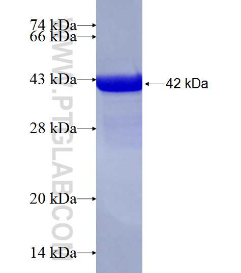 MMP19 fusion protein Ag6901 SDS-PAGE