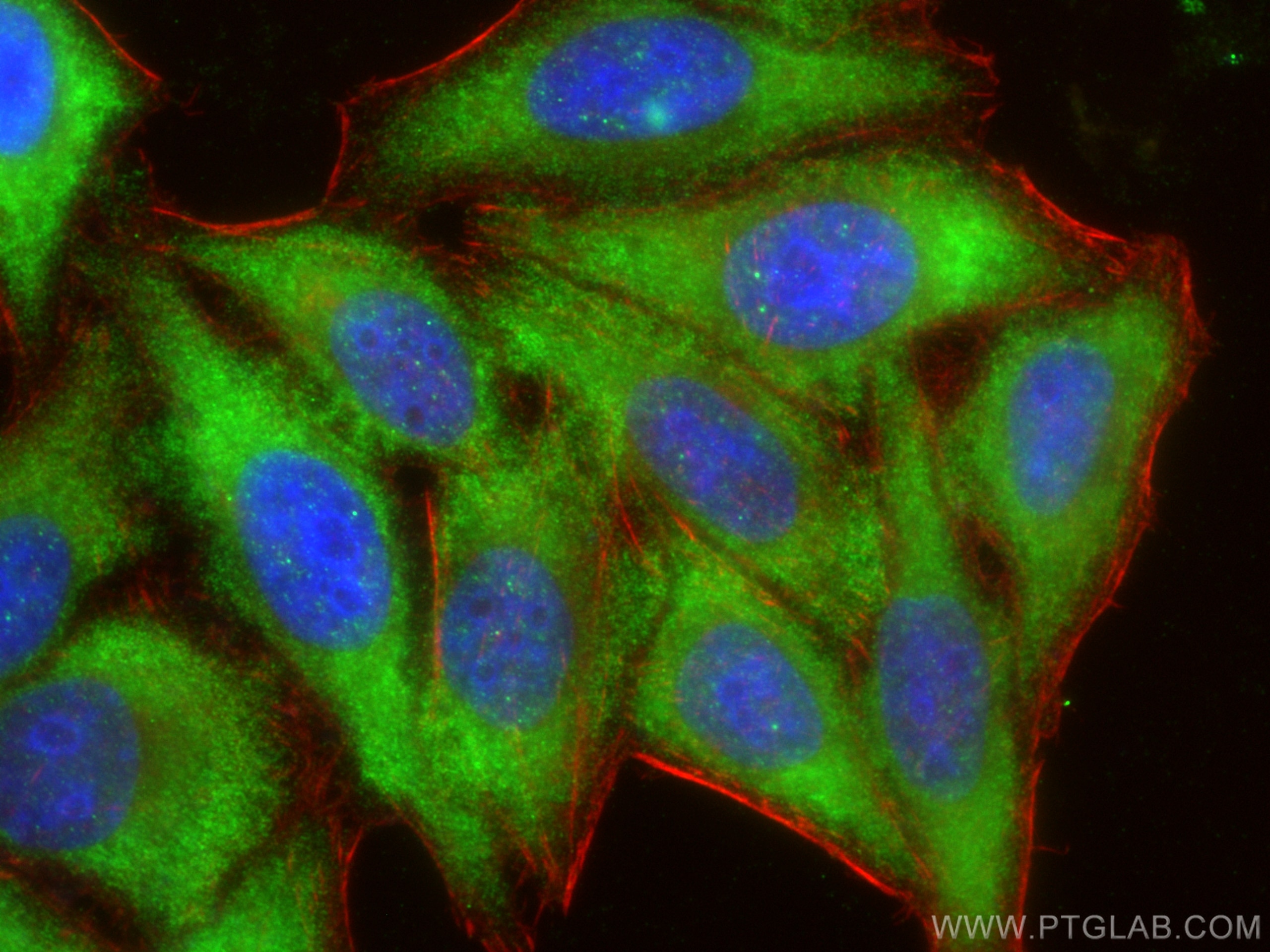Immunofluorescence (IF) / fluorescent staining of HepG2 cells using MMP2 Polyclonal antibody (10373-2-AP)
