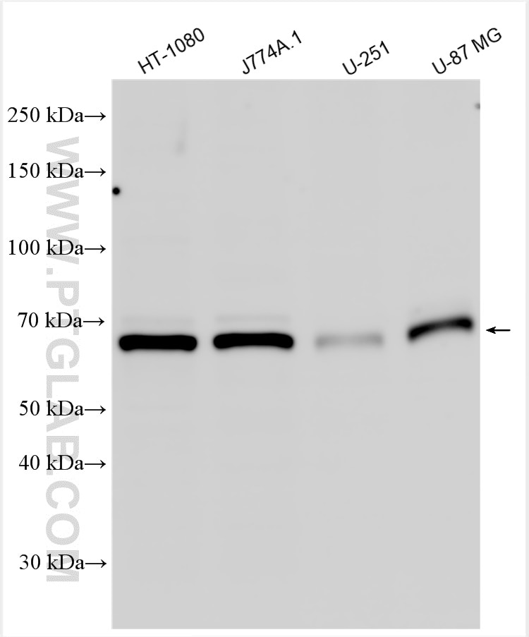 Western Blot (WB) analysis of various lysates using MMP2 Polyclonal antibody (10373-2-AP)