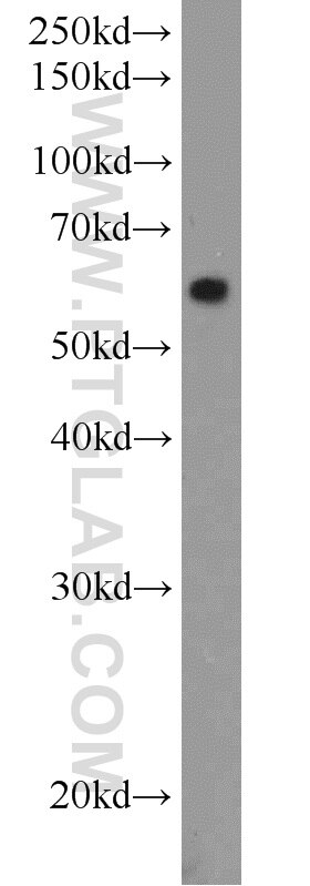 Western Blot (WB) analysis of HT-1080 cells using MMP2 Polyclonal antibody (10373-2-AP)