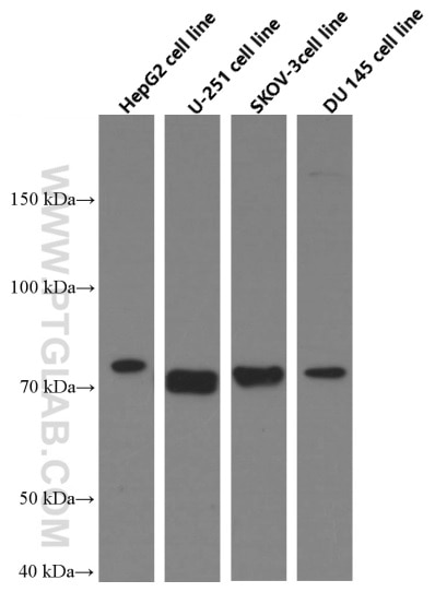 Western Blot (WB) analysis of HepG2 cells using MMP2 Monoclonal antibody (66366-1-Ig)
