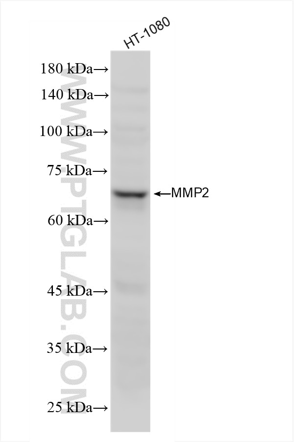MMP2