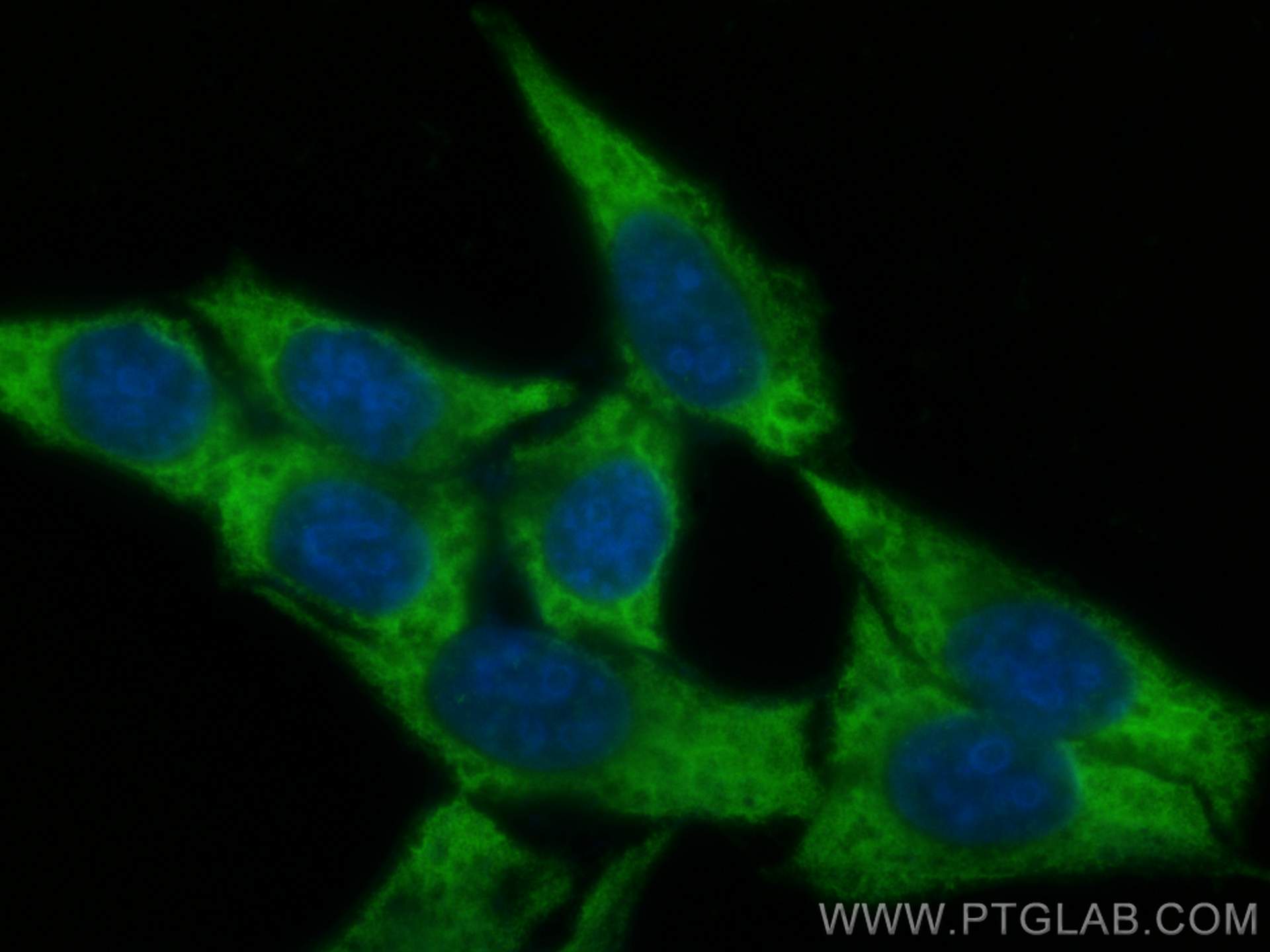 Immunofluorescence (IF) / fluorescent staining of HepG2 cells using CoraLite® Plus 488-conjugated MMP2 Polyclonal anti (CL488-10373)