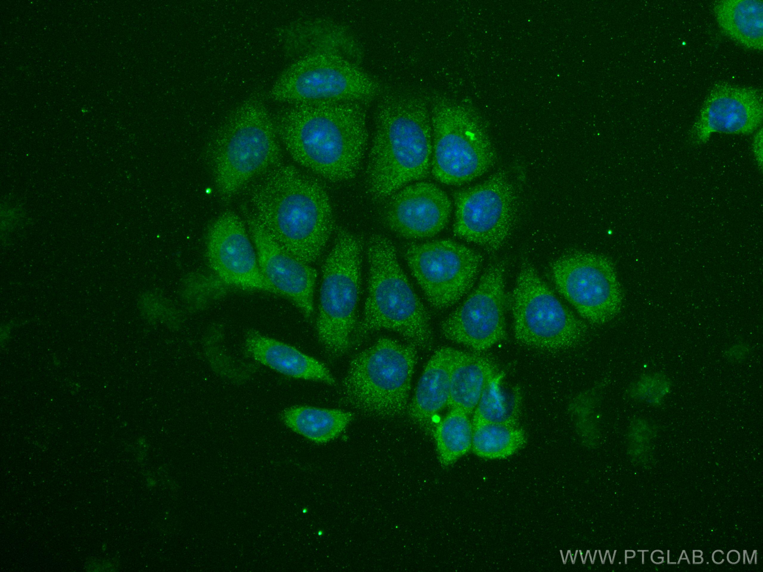 IF Staining of MCF-7 using CL488-66366