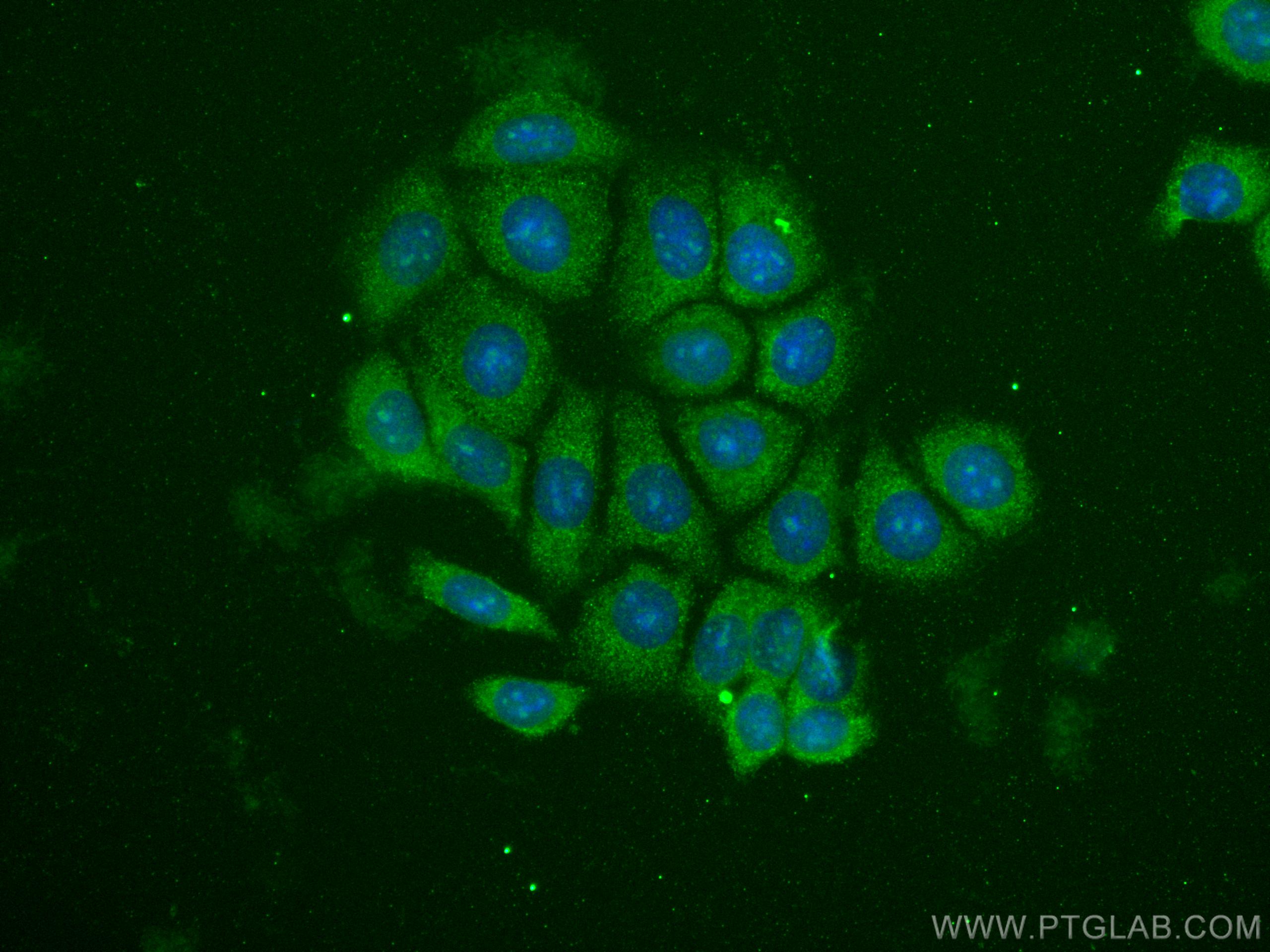 Immunofluorescence (IF) / fluorescent staining of MCF-7 cells using CoraLite® Plus 488-conjugated MMP2 Monoclonal anti (CL488-66366)