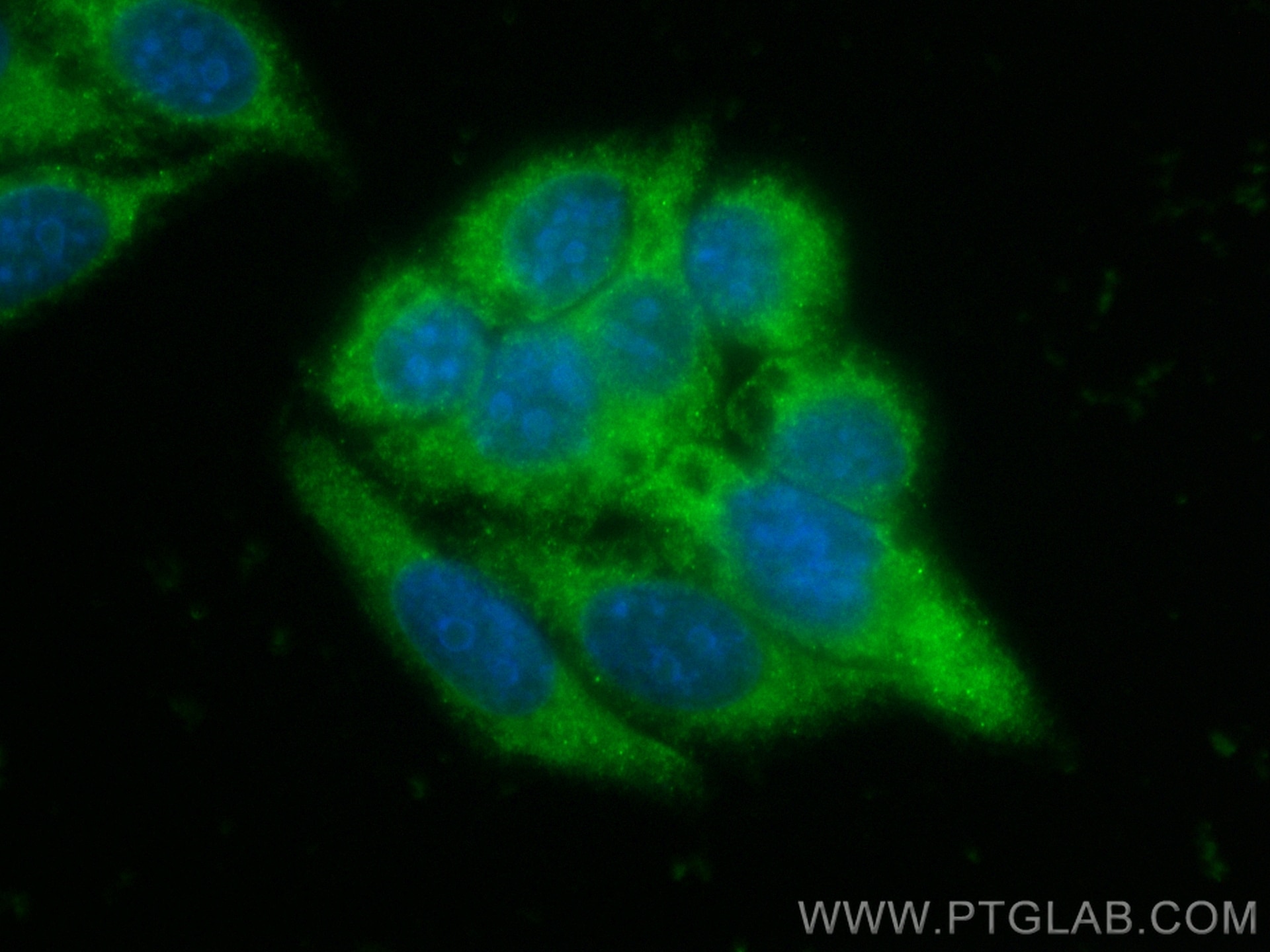 Immunofluorescence (IF) / fluorescent staining of HepG2 cells using CoraLite® Plus 488-conjugated MMP2 Recombinant ant (CL488-81515-2)