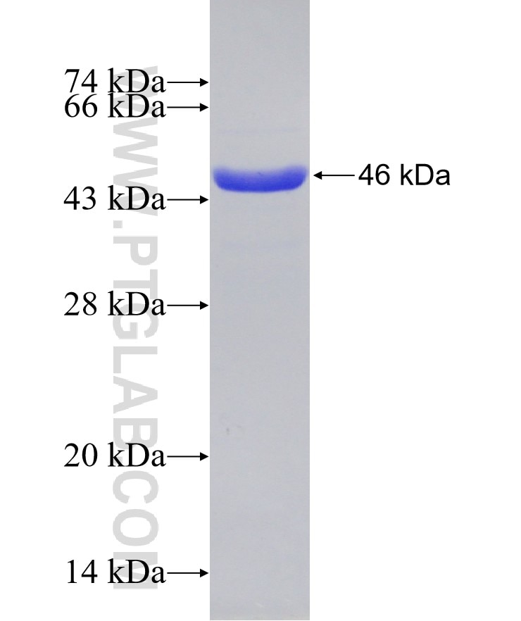 MMP2 fusion protein Ag0549 SDS-PAGE