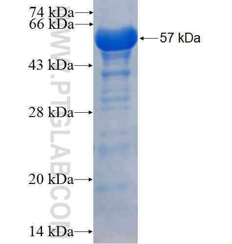 MMP2 fusion protein Ag25039 SDS-PAGE