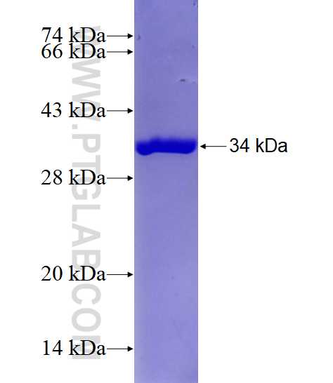 MMP2 fusion protein Ag25050 SDS-PAGE