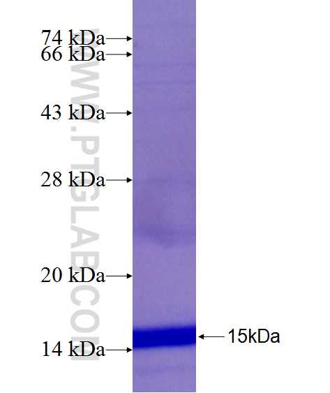 MMP2 fusion protein Ag25055 SDS-PAGE