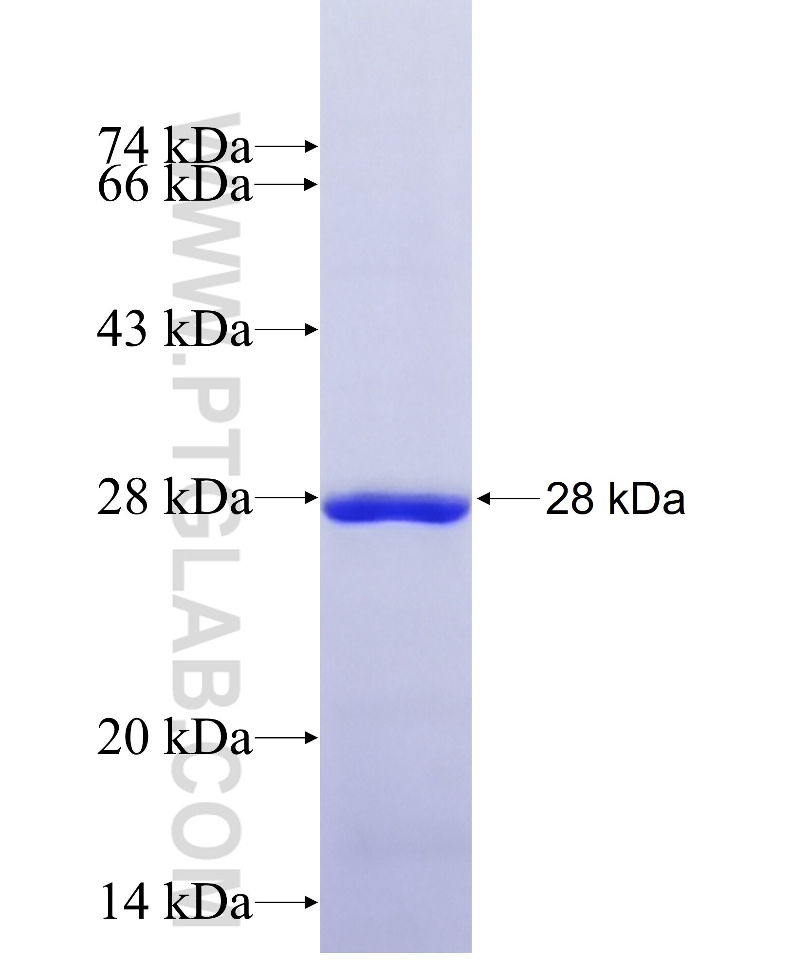 MMP2 fusion protein Ag38057 SDS-PAGE MMP2 fusion protein Ag38057 SDS-PAGE