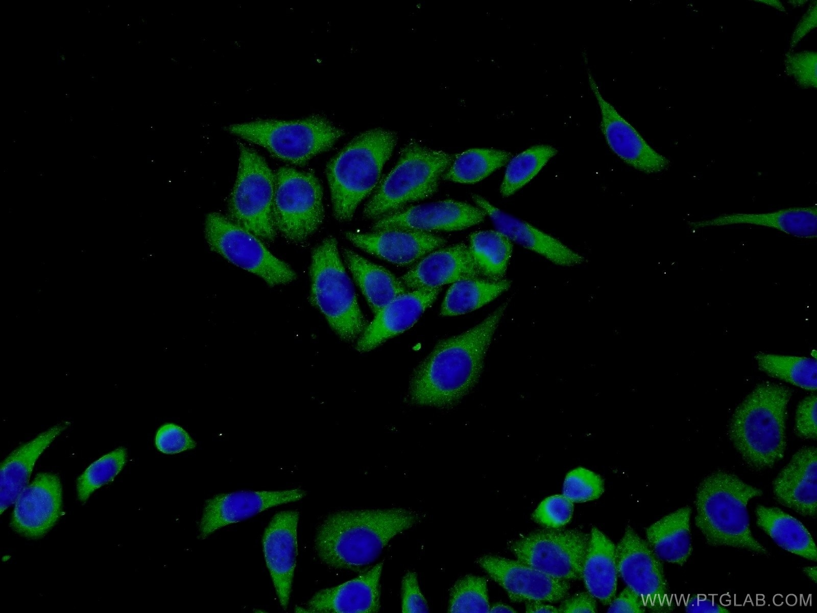 Immunofluorescence (IF) / fluorescent staining of L02 cells using MMP21 Polyclonal antibody (55289-1-AP)