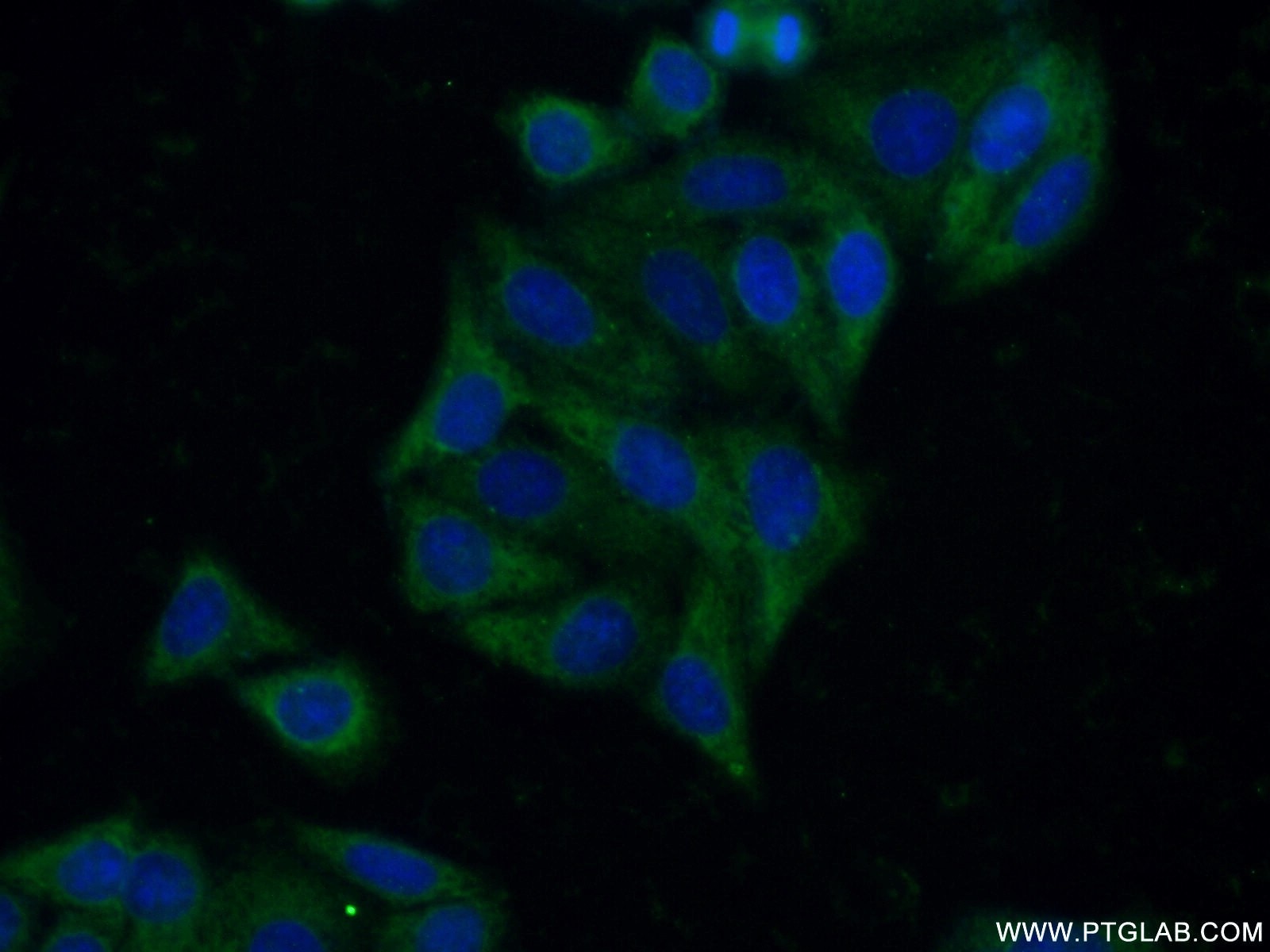Immunofluorescence (IF) / fluorescent staining of HepG2 cells using MMP23B Polyclonal antibody (13020-1-AP)