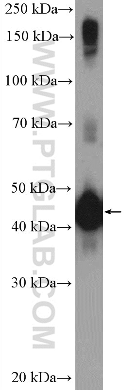 Western Blot (WB) analysis of mouse liver tissue using MMP23B Polyclonal antibody (13020-1-AP)