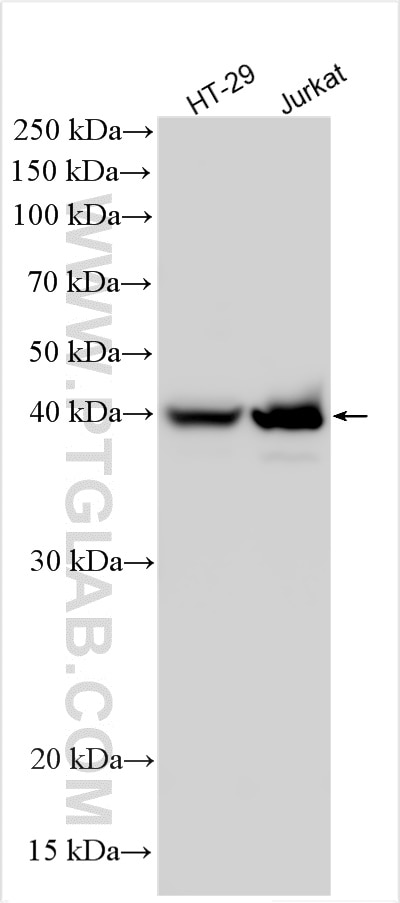 Western Blot (WB) analysis of various lysates using MMP25 Polyclonal antibody (30655-1-AP)