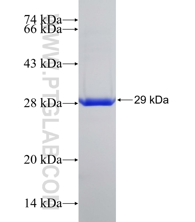 MMP26 fusion protein Ag12551 SDS-PAGE