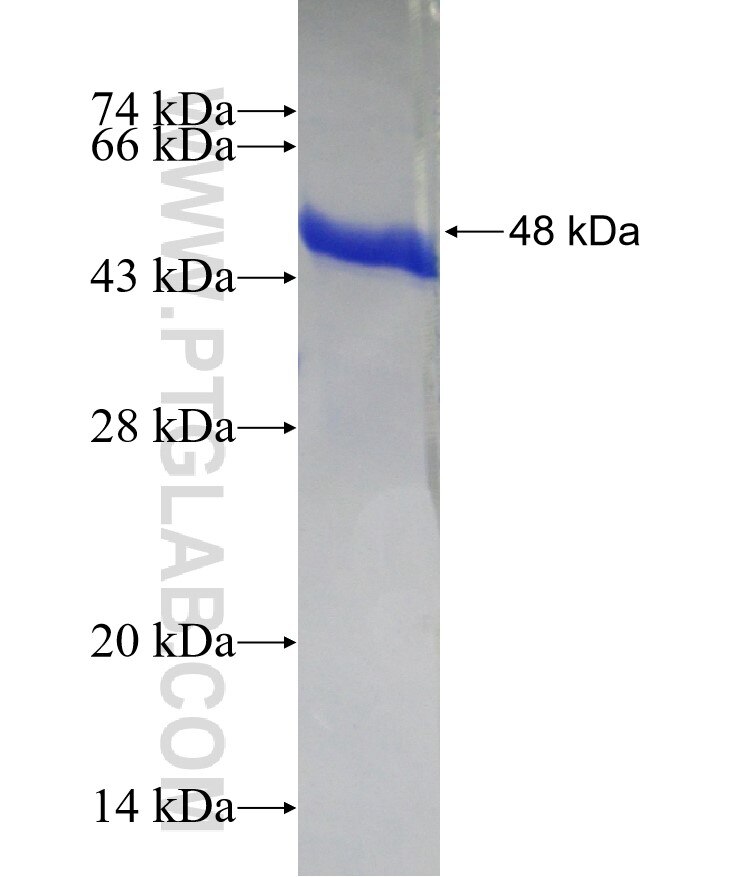 MMP26 fusion protein Ag12806 SDS-PAGE