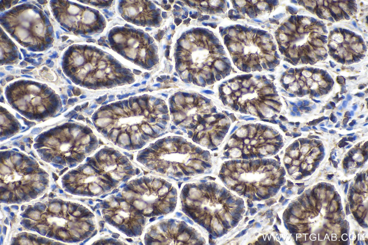 Immunohistochemistry (IHC) staining of rat colon tissue using MMP3 Monoclonal antibody (66338-1-Ig)