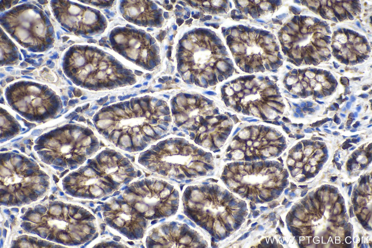 IHC staining of rat colon using 66338-1-Ig