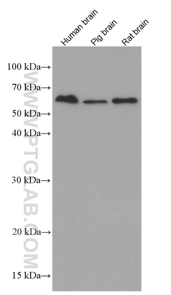Western Blot (WB) analysis of various lysates using MMP3 Monoclonal antibody (66338-1-Ig)