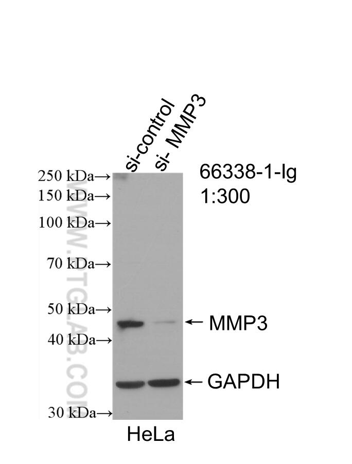 Western Blot (WB) analysis of HeLa cells using MMP3 Monoclonal antibody (66338-1-Ig)