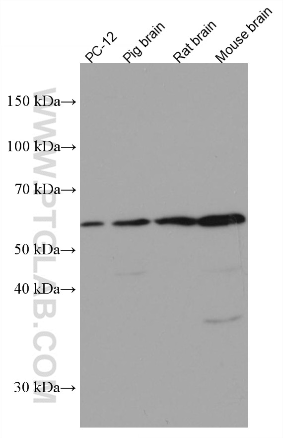 WB analysis using 66338-1-Ig