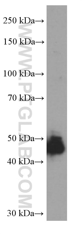 Western Blot (WB) analysis of human heart tissue using MMP3 Monoclonal antibody (66338-1-Ig)