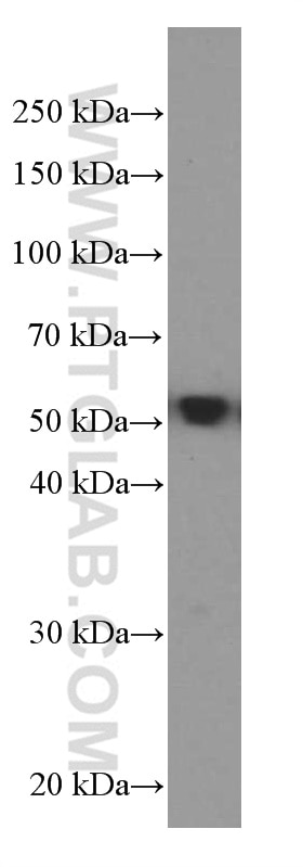 Western Blot (WB) analysis of Caco-2 cells using MMP3 Monoclonal antibody (66338-1-Ig)