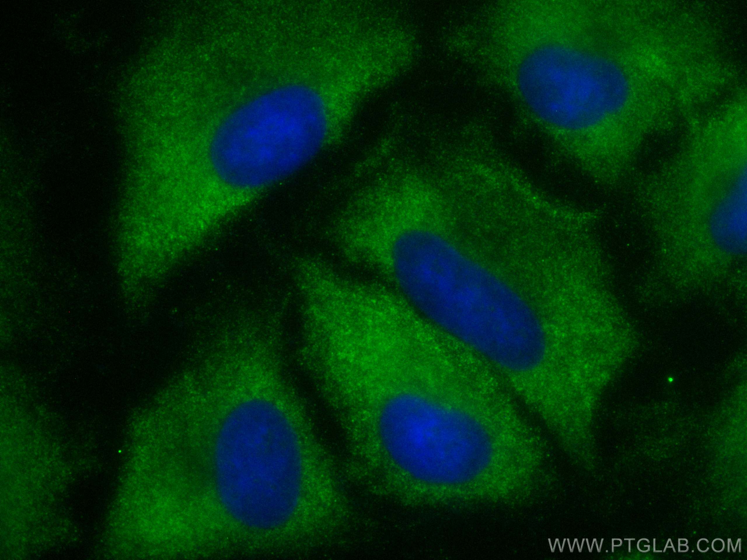 IF Staining of A549 using CL488-17873