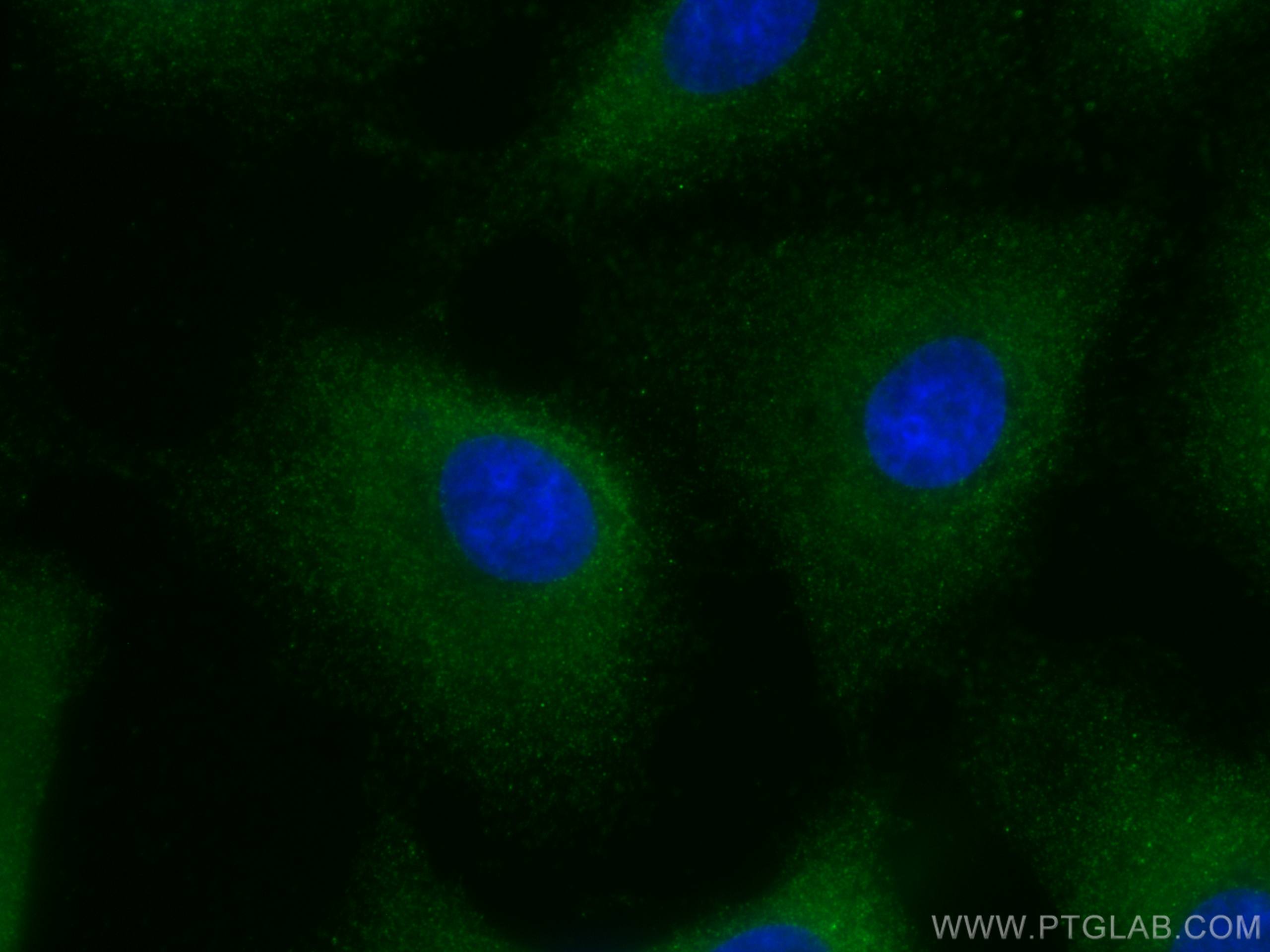 Immunofluorescence (IF) / fluorescent staining of A549 cells using CoraLite® Plus 488-conjugated MMP3 Monoclonal anti (CL488-66338)