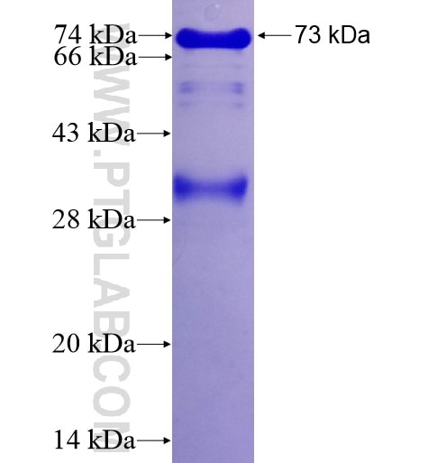 MMP3 fusion protein Ag12359 SDS-PAGE