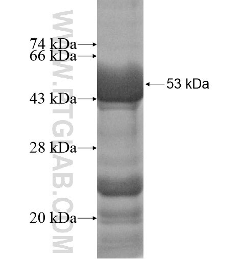 MMP3 fusion protein Ag12648 SDS-PAGE