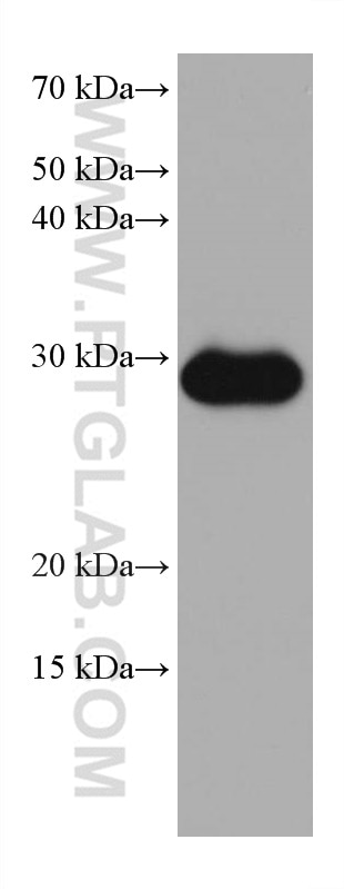 Western Blot (WB) analysis of HT-29 cells using MMP7 Monoclonal antibody (67990-1-Ig)