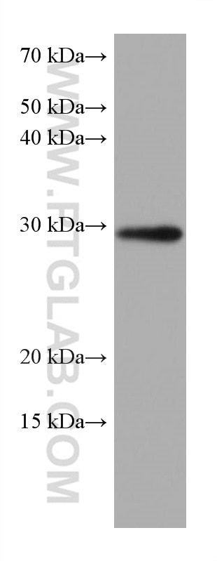 Western Blot (WB) analysis of COLO 320 cells using MMP7 Monoclonal antibody (67990-1-Ig)