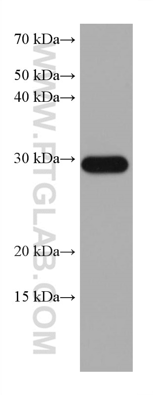 Western Blot (WB) analysis of SKOV-3 cells using MMP7 Monoclonal antibody (67990-1-Ig)