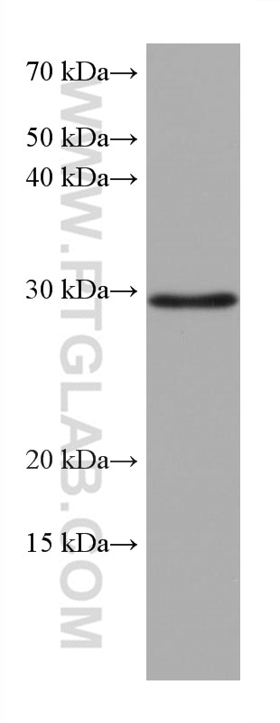 Western Blot (WB) analysis of A549 cells using MMP7 Monoclonal antibody (67990-1-Ig)