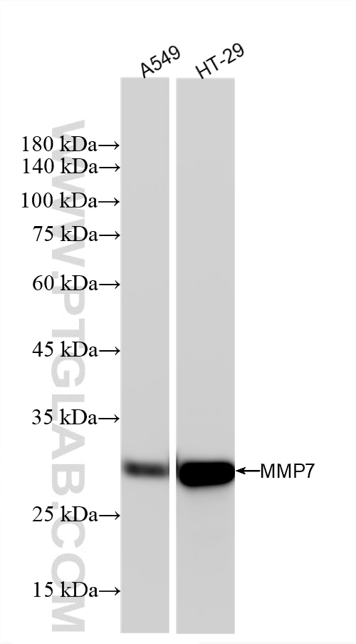 Western Blot (WB) analysis of various lysates using MMP7 Recombinant monoclonal antibody (87552-1-RR)