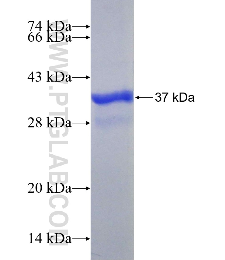 MMP7 fusion protein Ag0550 SDS-PAGE