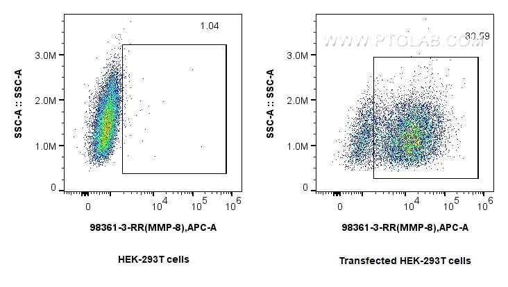 Flow cytometry (FC) experiment of Transfected HEK-293T cells using Anti-Rat MMP8 Rabbit Recombinant Antibody (98361-3-RR)