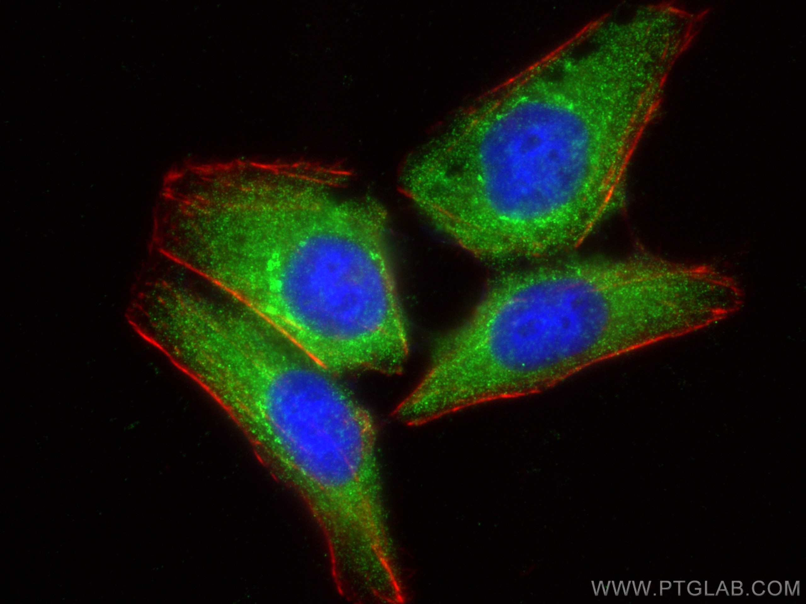 Immunofluorescence (IF) / fluorescent staining of HepG2 cells using MMP9 (N-terminal) Polyclonal antibody (10375-2-AP)