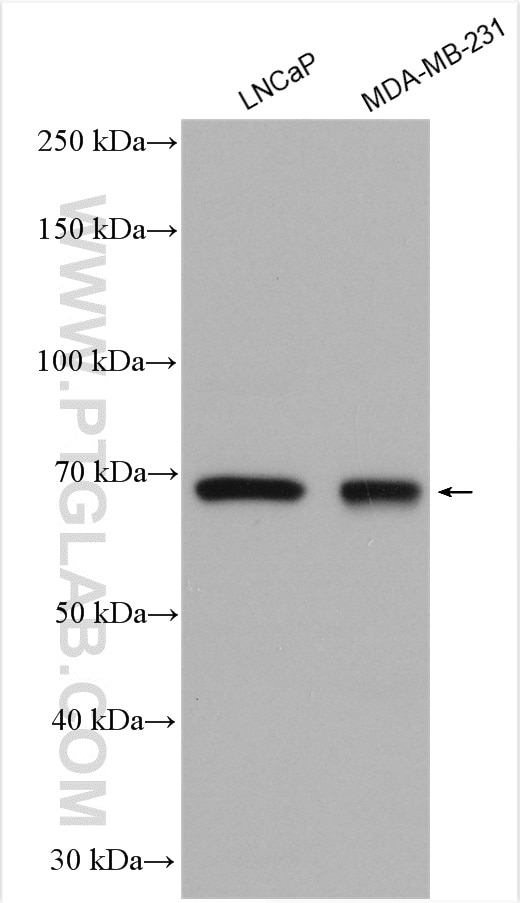 Western Blot (WB) analysis of various lysates using MMP9 (N-terminal) Polyclonal antibody (10375-2-AP)