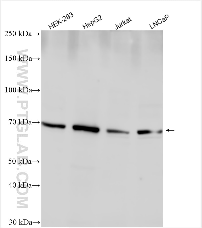 Western Blot (WB) analysis of various lysates using MMP9 (N-terminal) Polyclonal antibody (10375-2-AP)