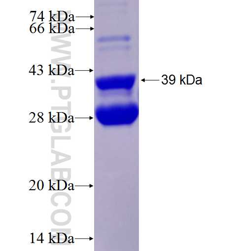 MMP9 fusion protein Ag0552 SDS-PAGE