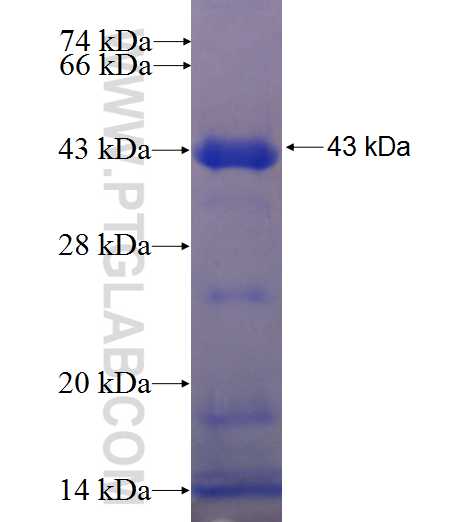 MMP9 fusion protein Ag22880 SDS-PAGE